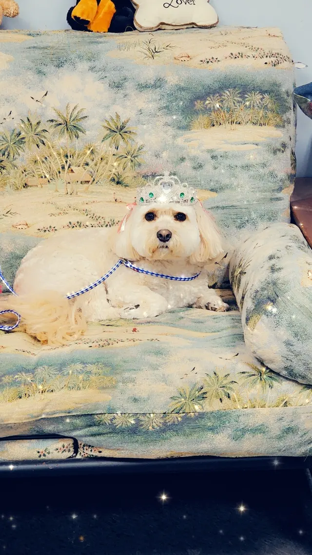 All About Pets Grooming — photo from the business 12