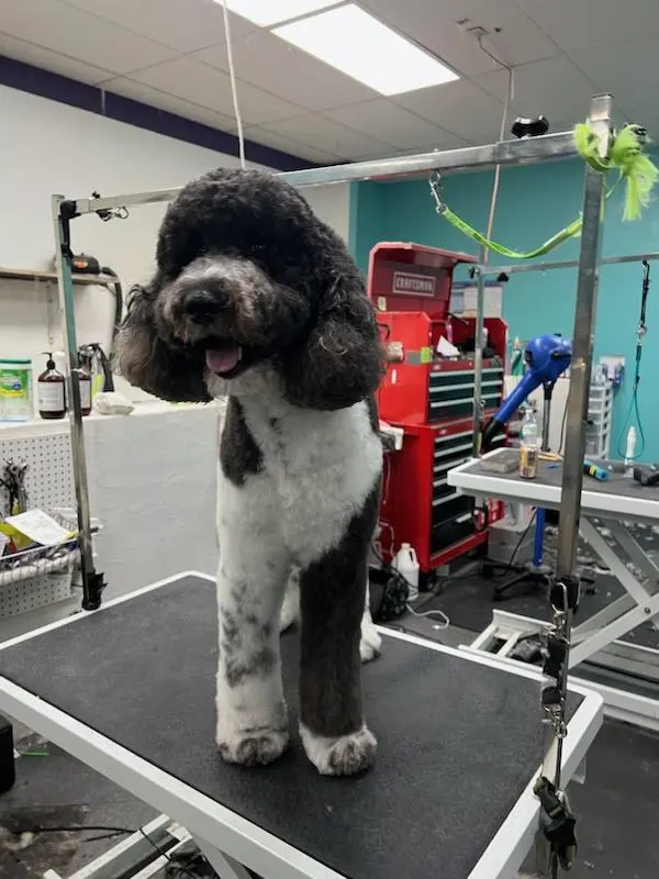 All About Pets Grooming — photo from the business 3