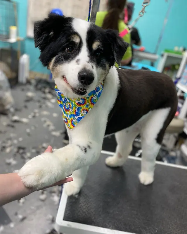 All About Pets Grooming — photo from the business 2
