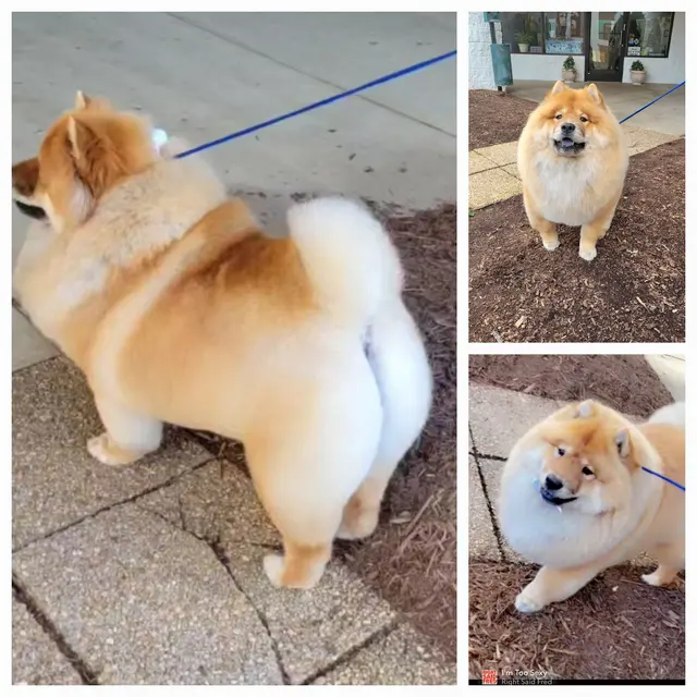 All About Pets Grooming — photo from the business 11