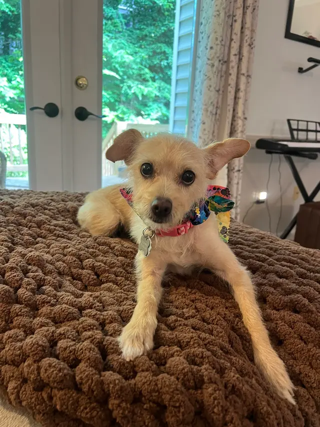 Customer photo of work by All About Pets Grooming, from Janie Coon's review