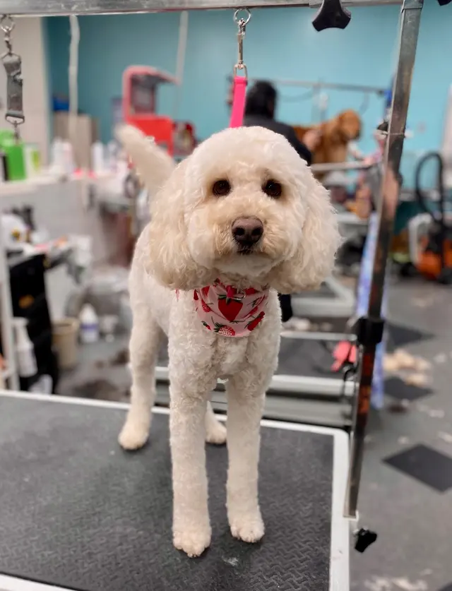 All About Pets Grooming — photo from the business 6