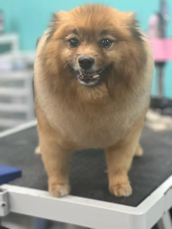 All About Pets Grooming — photo from the business 7