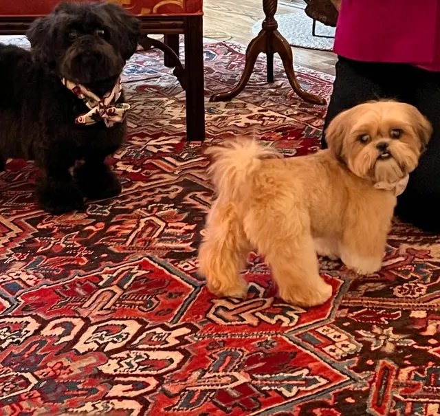 All About Pets Grooming — photo from the business 10