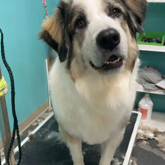 All About Pets Grooming — photo from the business 5