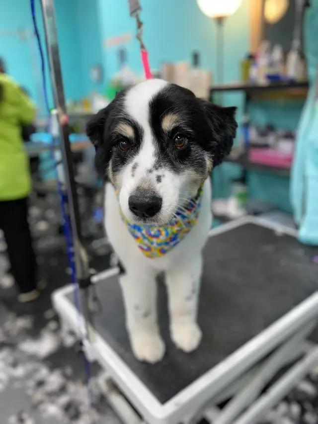 All About Pets Grooming — photo from the business 8