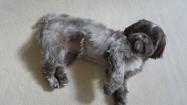 Woof Gang Bakery & Grooming Garner — customer photo 11