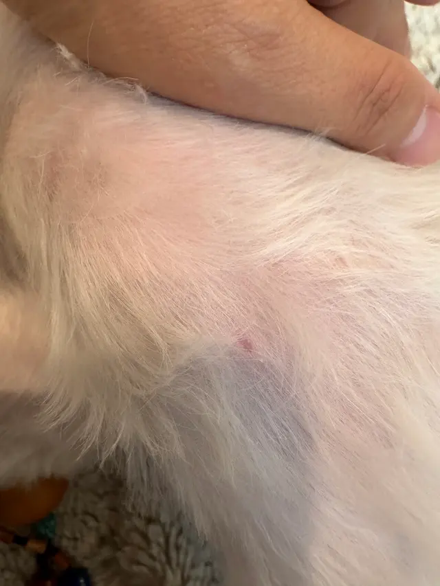 Woof Gang Bakery & Grooming Garner — customer photo 3