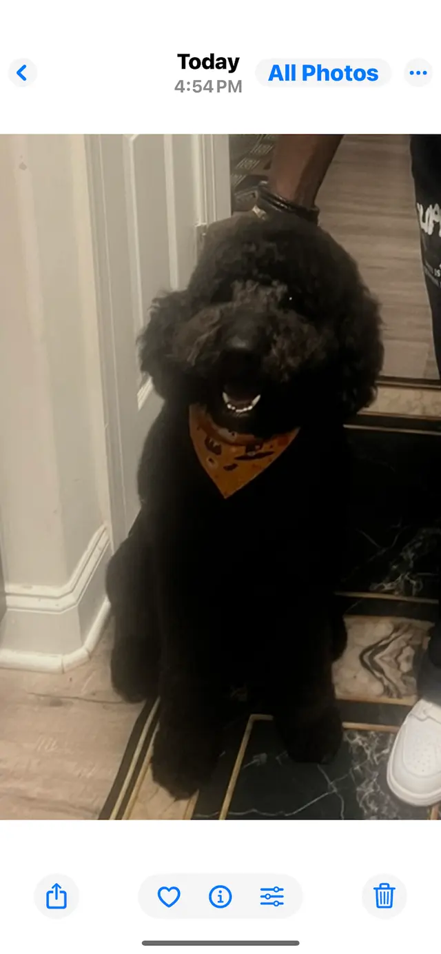 Woof Gang Bakery & Grooming Garner — customer photo 12