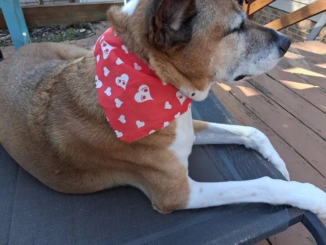 Woof Gang Bakery & Grooming Garner — customer photo 10