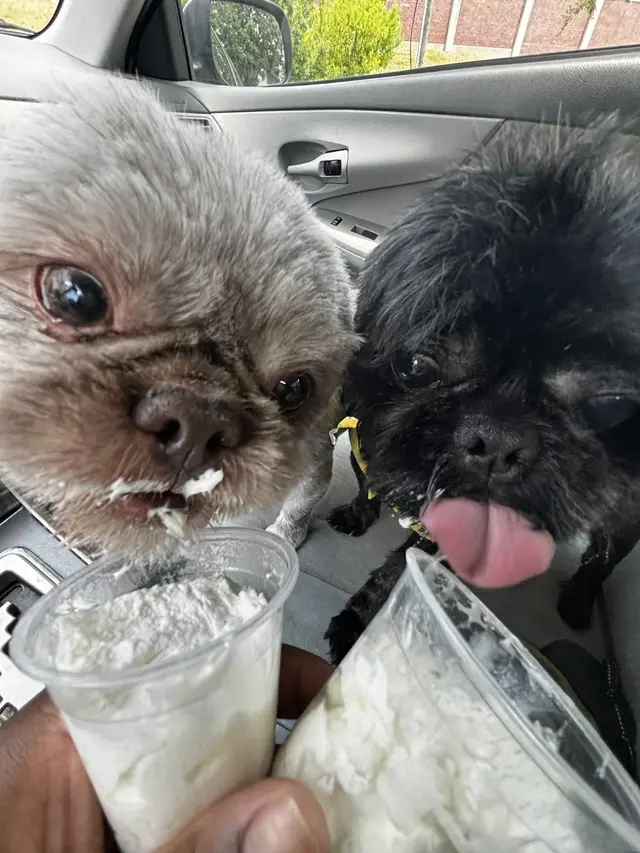Woof Gang Bakery & Grooming Garner — customer photo 6