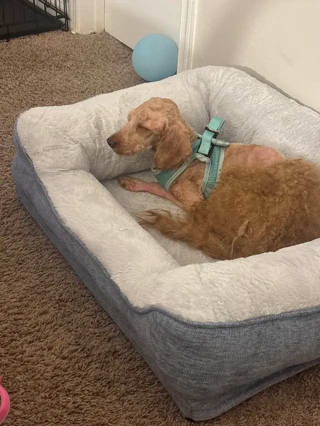 Woof Gang Bakery & Grooming Garner — customer photo 5