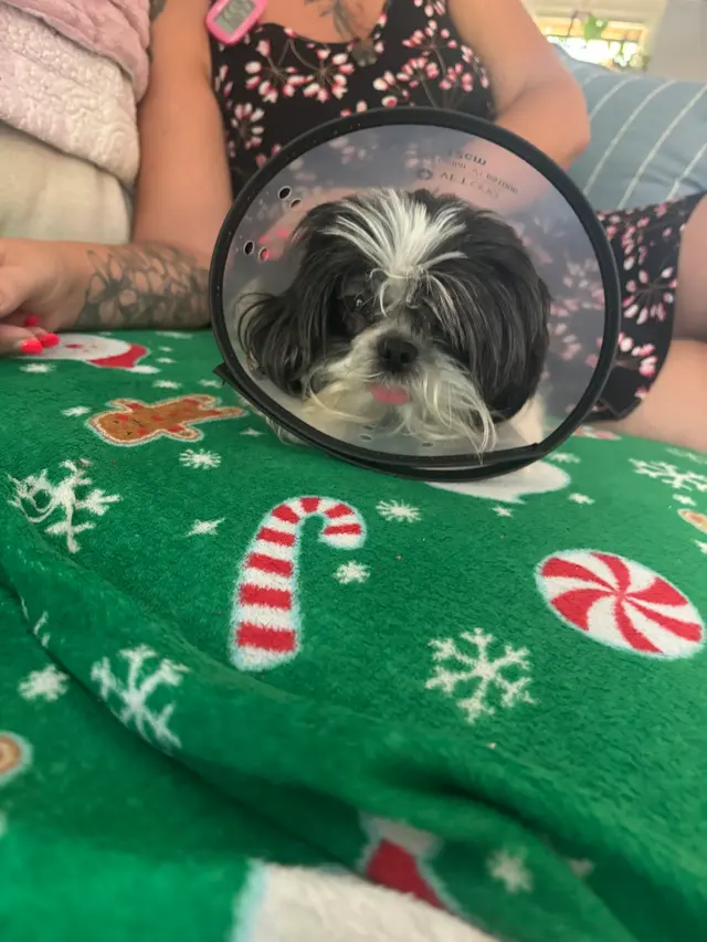 Woof Gang Bakery & Grooming Garner — customer photo 1