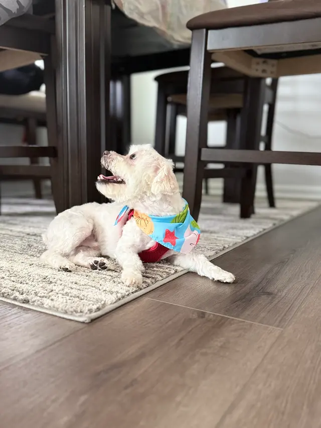 Woof Gang Bakery & Grooming Garner — customer photo 8