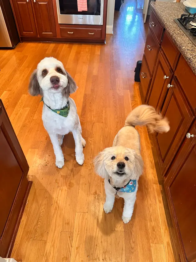 Woof Gang Bakery & Grooming Garner — customer photo 9