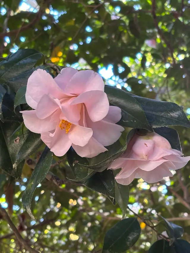 Edgar Cayce's A.R.E. Health Center & Spa — customer photo 6