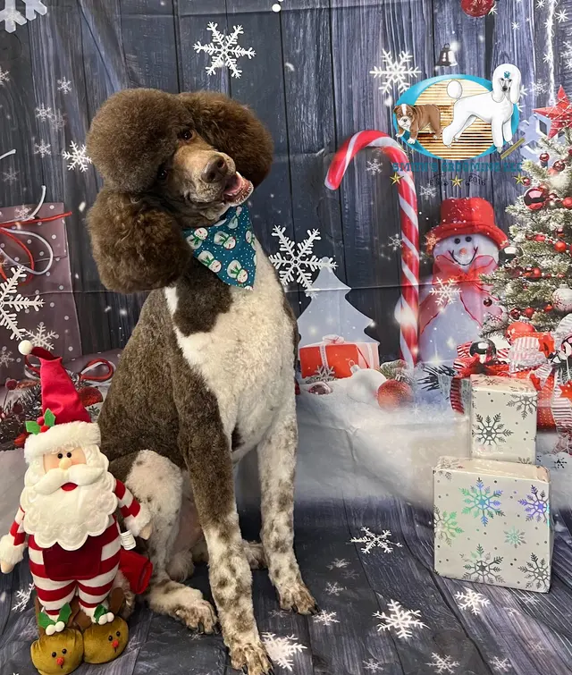 Smith's Grooming LLC — photo from the business 2
