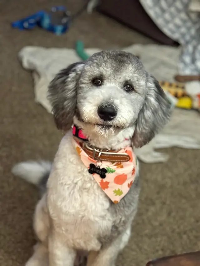 Smith's Grooming LLC — customer photo 4