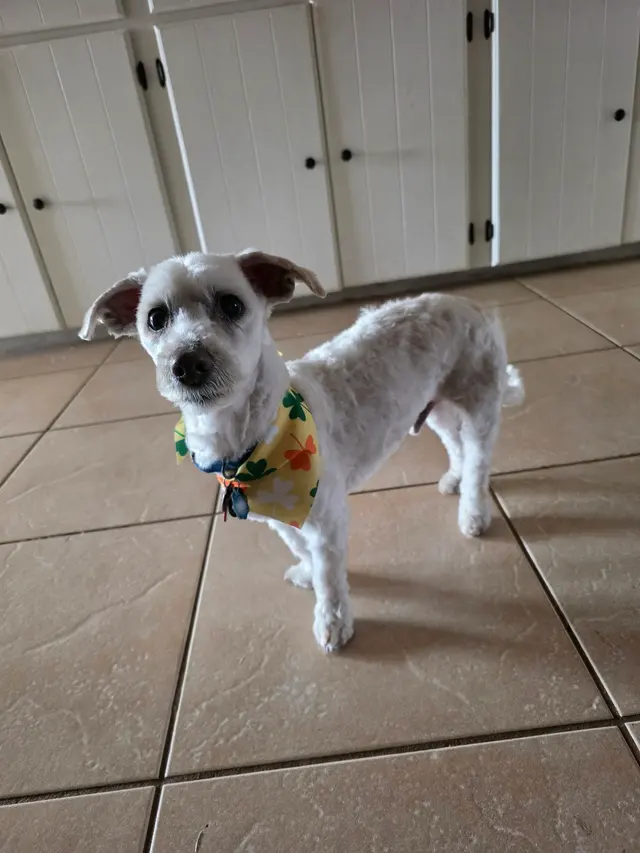 Smith's Grooming LLC — customer photo 8