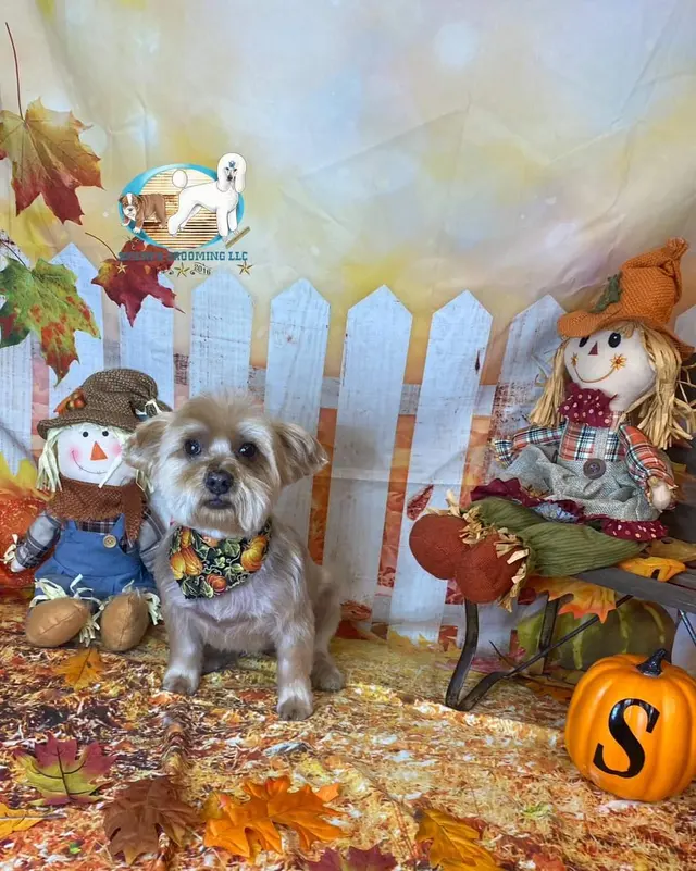 Customer photo of work by Smith's Grooming LLC, from Vicki Richardson's review