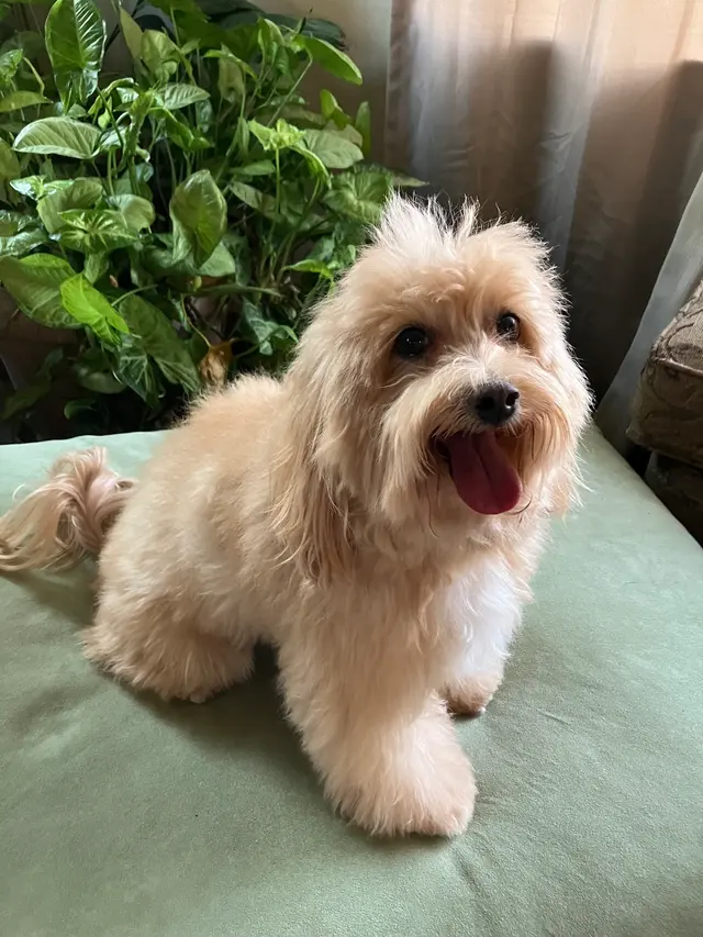 Customer photo of work by Furry Land Mobile Grooming Oklahoma City, from Tammy Crockett's review