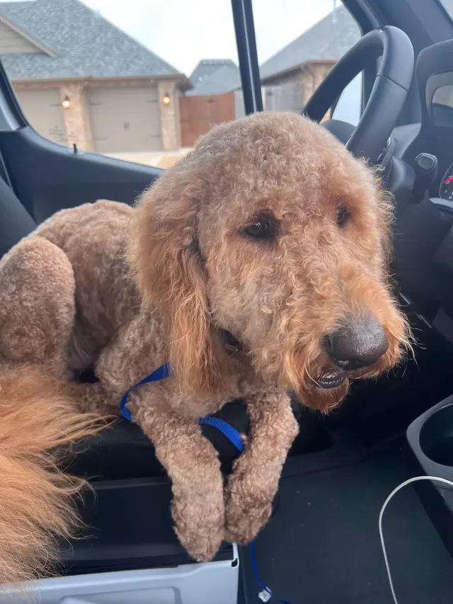 Furry Land Mobile Grooming Oklahoma City — photo from the business 6