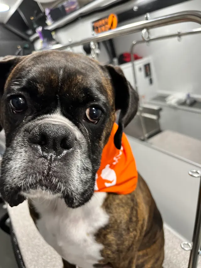 Furry Land Mobile Grooming Oklahoma City — photo from the business 9