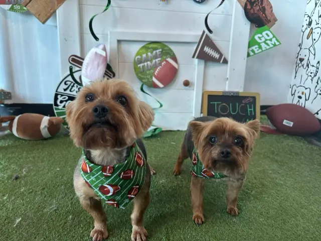 The Painted Paw Dog Spa — photo from the business 4