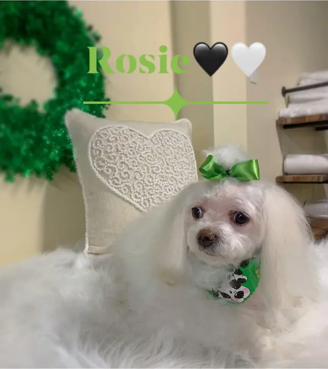 The Painted Paw Dog Spa — photo from the business 6