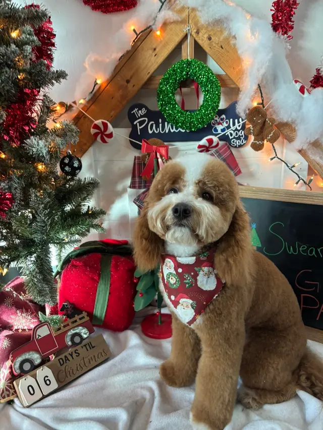 The Painted Paw Dog Spa — photo from the business 5