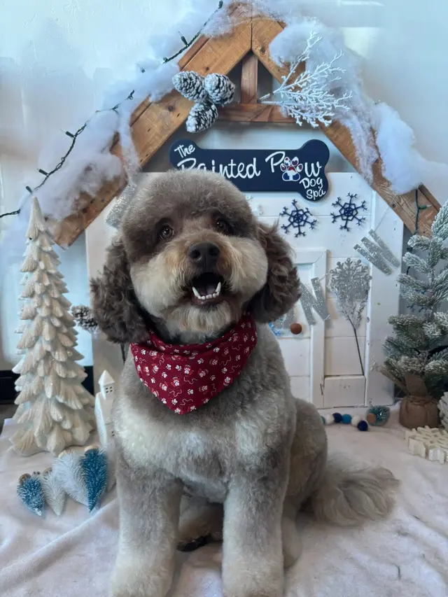The Painted Paw Dog Spa — photo from the business 1