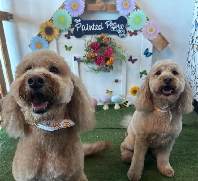 The Painted Paw Dog Spa — photo from the business 12