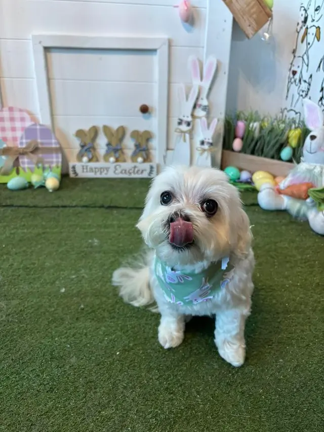 The Painted Paw Dog Spa — photo from the business 2