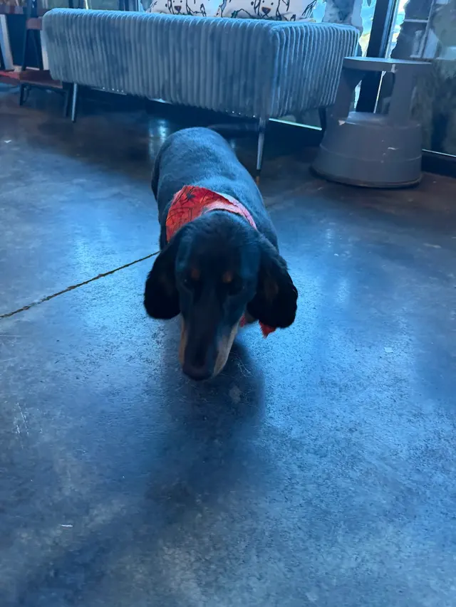Customer photo of work by The Painted Paw Dog Spa, from Tyler Ray Pedigo's review