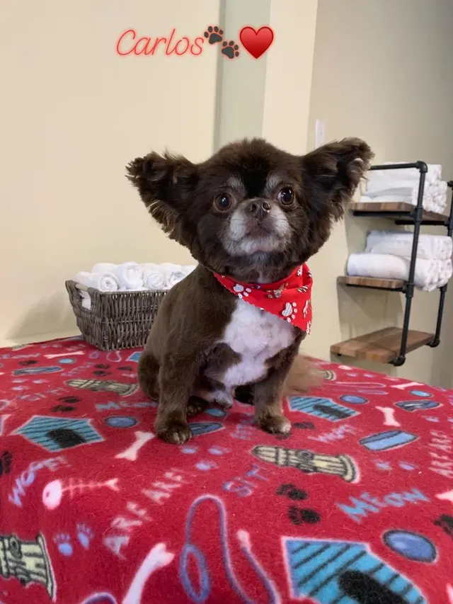 The Painted Paw Dog Spa — photo from the business 9