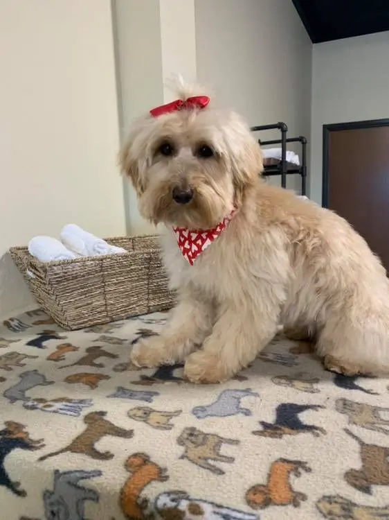 The Painted Paw Dog Spa — photo from the business 10