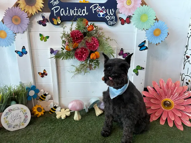 The Painted Paw Dog Spa — photo from the business 11