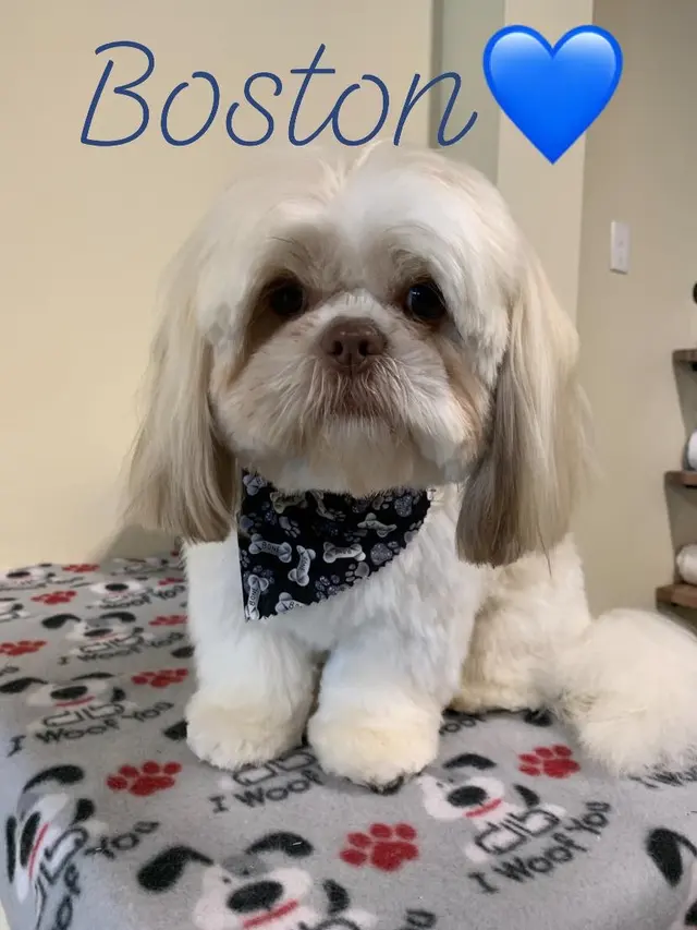 The Painted Paw Dog Spa — photo from the business 3