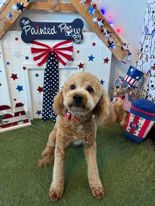 The Painted Paw Dog Spa — photo from the business 7