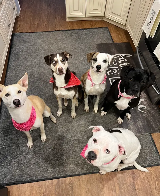Walt’s Perfect Pups Mobile Grooming — customer photo 4
