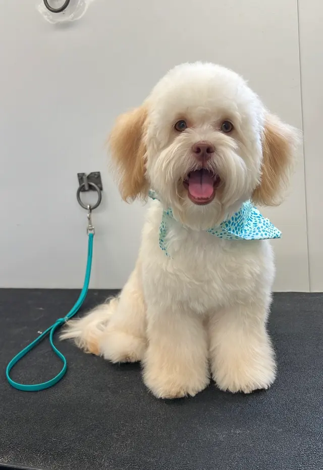 Walt’s Perfect Pups Mobile Grooming — photo from the business 5