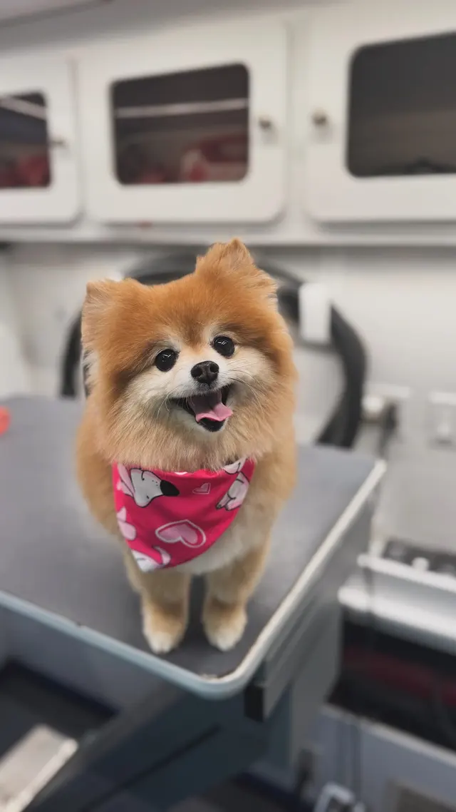 Walt’s Perfect Pups Mobile Grooming — photo from the business 8