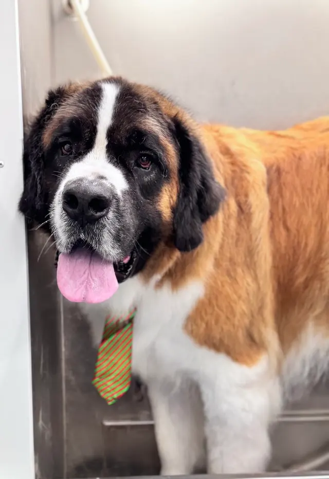 Walt’s Perfect Pups Mobile Grooming — photo from the business 7