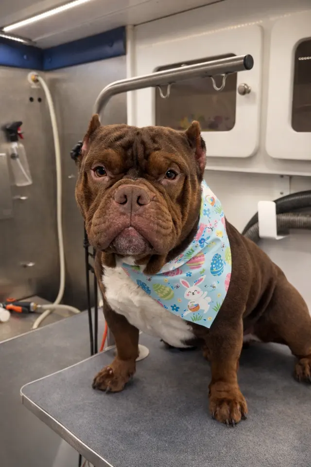 Walt’s Perfect Pups Mobile Grooming — photo from the business 10