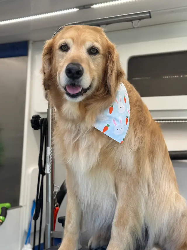 Walt’s Perfect Pups Mobile Grooming — photo from the business 3