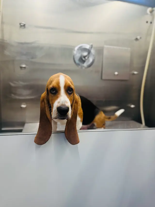 Walt’s Perfect Pups Mobile Grooming — photo from the business 9