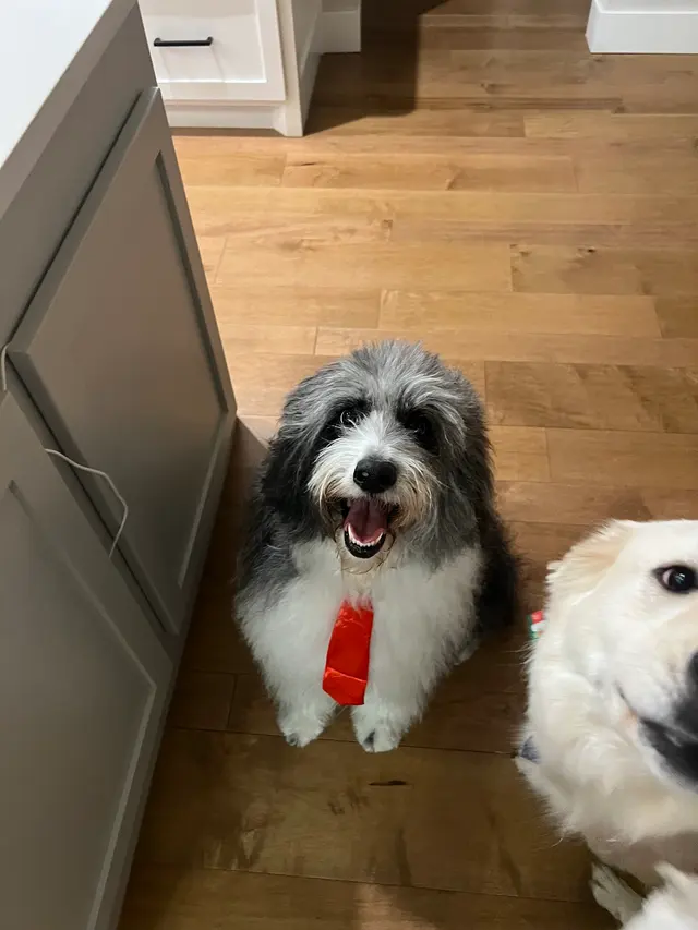 Customer photo of work by Walt’s Perfect Pups Mobile Grooming, from Kellie Lowry's review