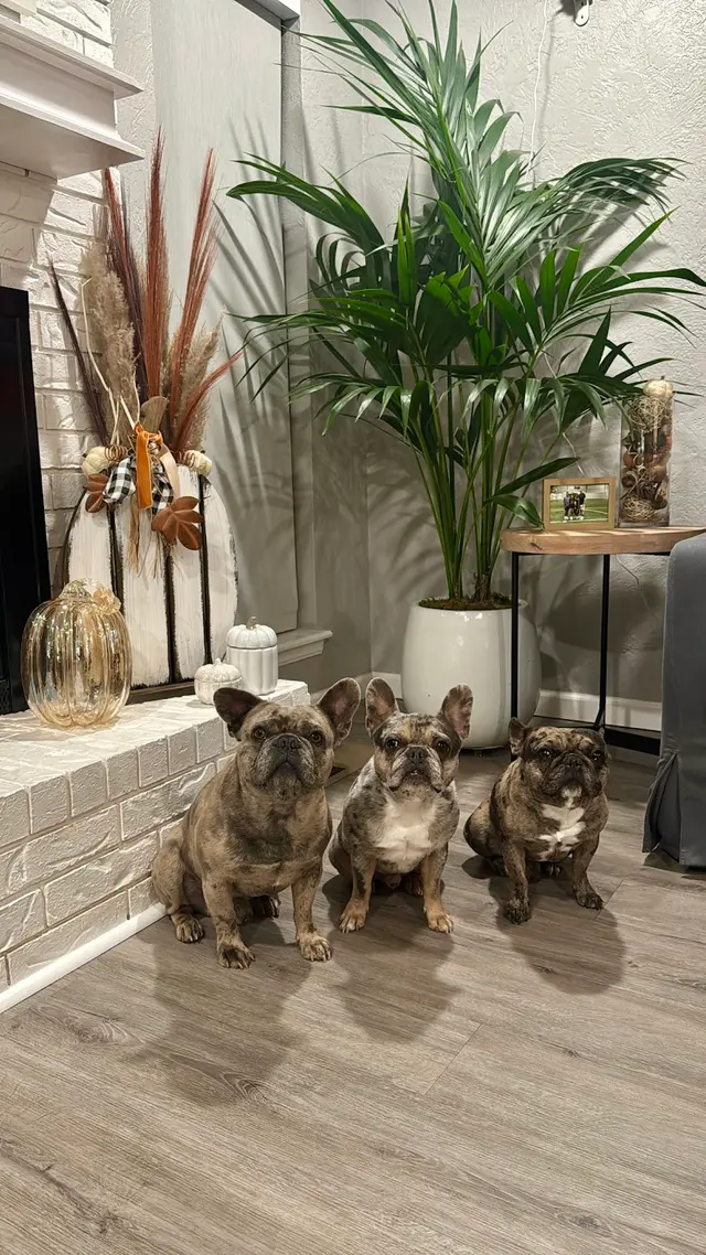 Walt’s Perfect Pups Mobile Grooming — photo from the business 11