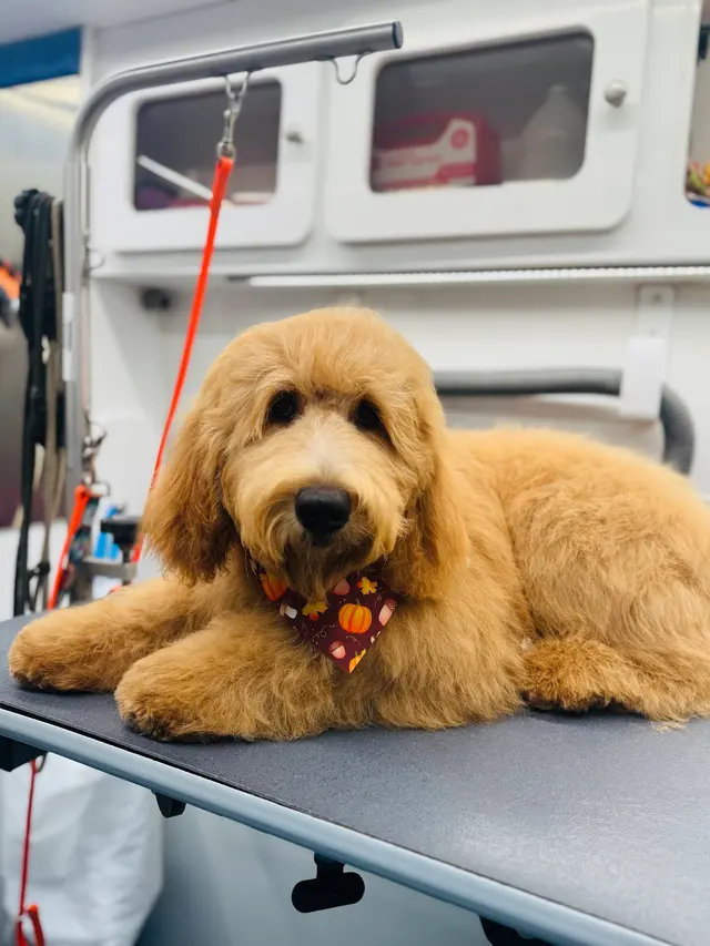 Walt’s Perfect Pups Mobile Grooming — photo from the business 2