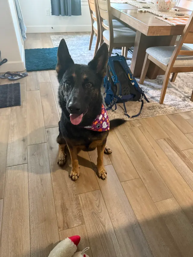 Customer photo of work by Walt’s Perfect Pups Mobile Grooming, from Reeses Pieces's review